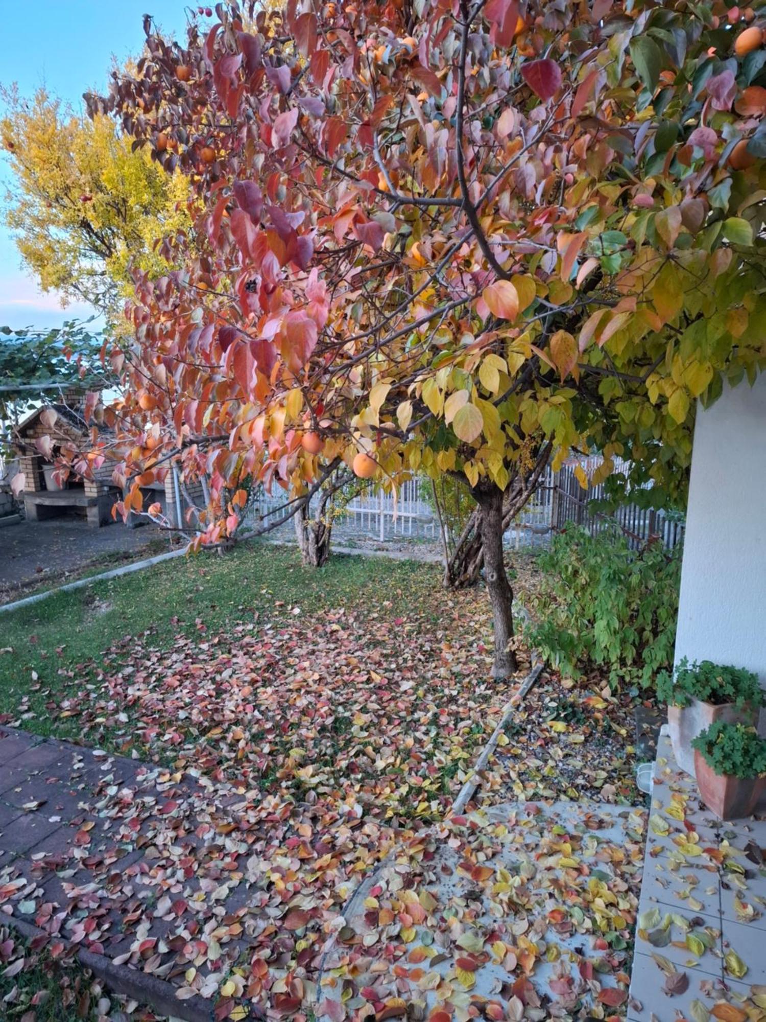 Apartments Villa Boris Ohrid Exterior foto